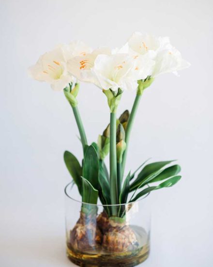 AMARYLLIS WITH BULBS IN CYLINDRICAL VASE