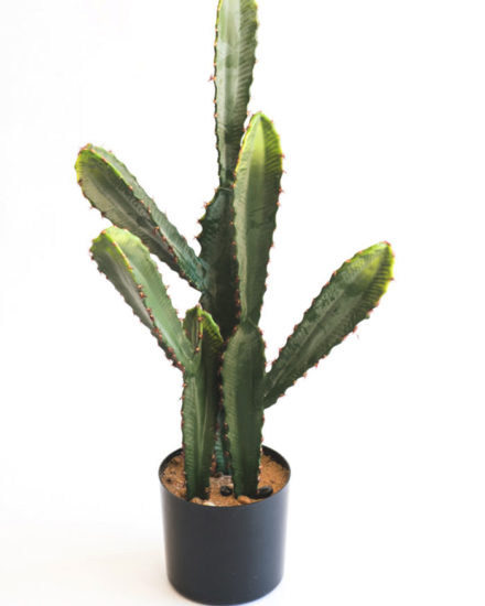 Realistic looking artificial succulent cactus for sale and bulk purchase online - cactus