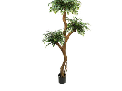 Realistic looking artificial fake tree used in offices, home and plantscaping - crazy ficus