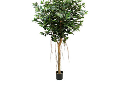 Realistic looking artificial fake tree used in offices, home and plantscaping for sale and bulk purchase online - ficus
