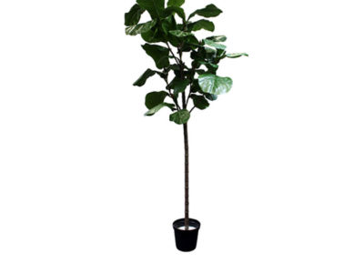 Realistic looking artificial fake tree used in offices, home and plantscaping for sale and bulk purchase online - fiddle leaf tree
