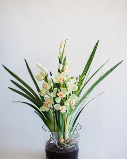 GREEN CYMBIDIUM IN GLASS VASE