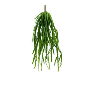 Realistic looking artificial hanging plant used in offices, home and plantscaping for sale and bulk purchase online - hanging succulent