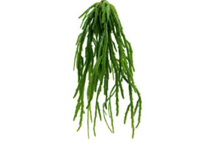 Realistic looking artificial hanging plant used in offices, home and plantscaping for sale and bulk purchase online - hanging succulent