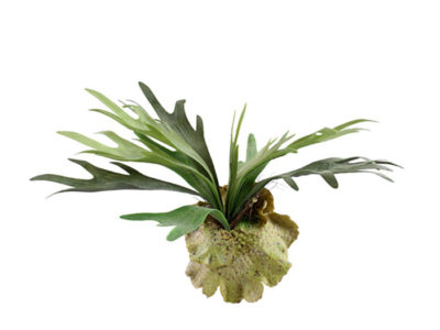 staghorn fake artificial silk house plant for use in office and plantscaping for sale and bulk purchase online.