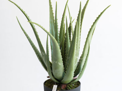 Realistic looking artificial fake tree used in offices, home and plantscaping for sale and bulk purchase online - ALOE
