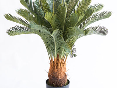 Realistic looking artificial fake tree used in offices, home and plantscaping for sale and bulk purchase online - CYCAS