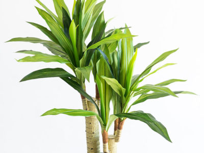 Realistic looking artificial fake tree used in offices, home and plantscaping for sale and bulk purchase online - DRACAENA