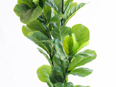 Realistic looking artificial fake tree used in offices, home and plantscaping for sale and bulk purchase online - FIGGLE LEAF FICUS