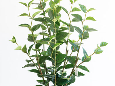 Realistic looking artificial fake tree used in offices, home and plantscaping for sale and bulk purchase online - GREEN JOY PLANT