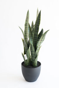 Realistic looking artificial fake tree used in offices, home and plantscaping for sale and bulk purchase online - SANCEIVERIA