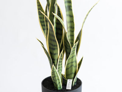 Realistic looking artificial fake tree used in offices, home and plantscaping for sale and bulk purchase online - SANCEIVERIA