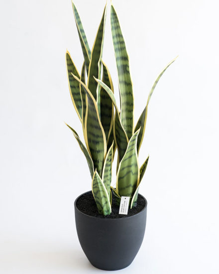 Realistic looking artificial fake tree used in offices, home and plantscaping for sale and bulk purchase online - SANCEIVERIA