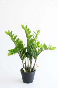 Realistic looking artificial fake tree used in offices, home and plantscaping for sale and bulk purchase online - ZAMIFOLIA