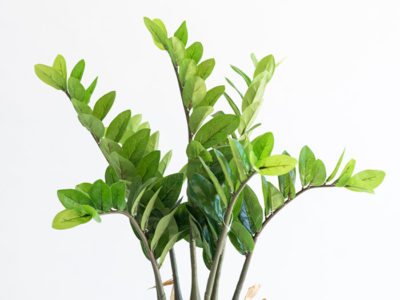 Realistic looking artificial fake tree used in offices, home and plantscaping for sale and bulk purchase online - ZAMIFOLIA