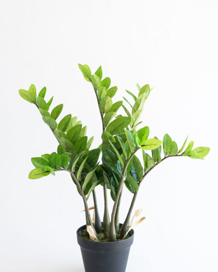 Realistic looking artificial fake tree used in offices, home and plantscaping for sale and bulk purchase online - ZAMIFOLIA