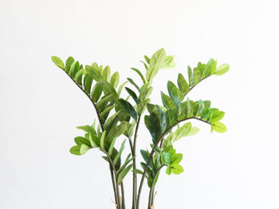 Realistic looking artificial fake tree used in offices, home and plantscaping for sale and bulk purchase online - ZAMIFOLIA