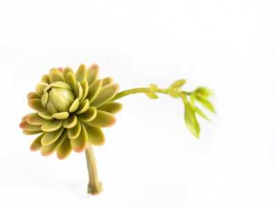 Yellow echiveria faux succulent with growth shoot