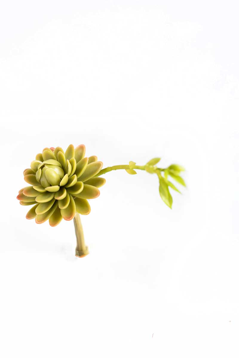 Yellow echiveria faux succulent with growth shoot