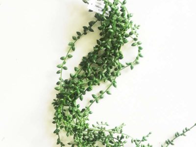 Hanging seedvine 80cm
